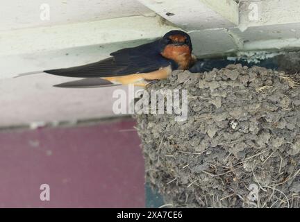 Hirondelle de grange (Hirundo rustica) assise sur le nid Banque D'Images