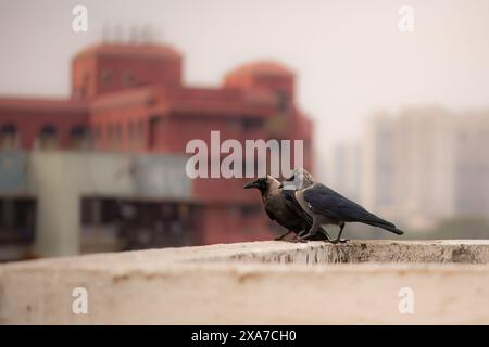 Deux corbeaux perchés sur un mur blanc de la ville contre un paysage urbain flou Banque D'Images