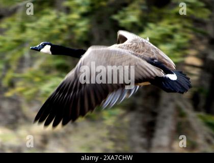 Une oie volant près des arbres avec des ailes déployées Banque D'Images