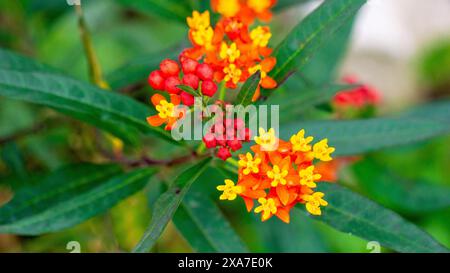 Asclepias curassavica (asclépias tropicale, fleur de sang ou fleur de sang, coton). Asclepias curassavica contient plusieurs glycosides cardiaques Banque D'Images