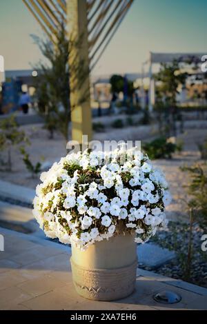 Un planteur de fleurs blanches à côté d'une grande menorah sur un trottoir Banque D'Images