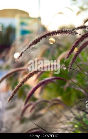 Une route rurale traverse l'herbe près d'un bâtiment Banque D'Images