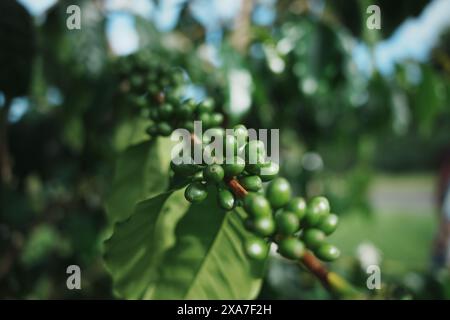 Un gros plan de grains de café poussant sur un arbre. Banque D'Images