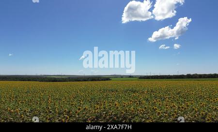 Tournesols brillants fleurissant dans un champ sans nuages Banque D'Images
