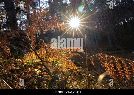 Sunbeam brille à travers les arbres, illuminant les feuilles et les branches. Banque D'Images