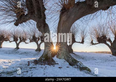 Tilleul néerlandais, Tilia europaea, Alllee, Mecklembourg-Poméranie occidentale, Allemagne Banque D'Images