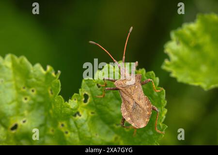 Un petit insecte avec des taches noires perché sur les feuilles vertes de la plante Banque D'Images