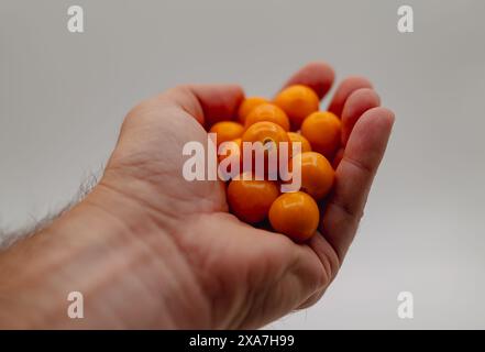 Personne tenant de petits fruits orange dans la main sur fond blanc Banque D'Images