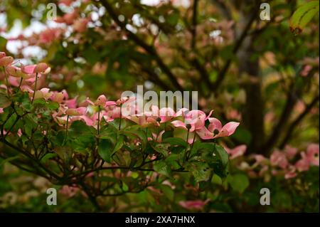 Un arbre de cornouiller en fleurs avec des fleurs roses et des feuilles vertes Banque D'Images