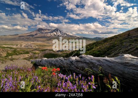 Champ fleuri luxuriant avec des montagnes au loin Banque D'Images