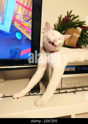 Un chat blanc se prélassant à la télé avec des pattes pendantes Banque D'Images