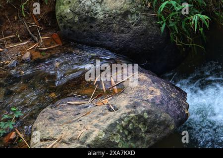 L'eau claire coule autour de grands rochers au milieu de la forêt. Banque D'Images