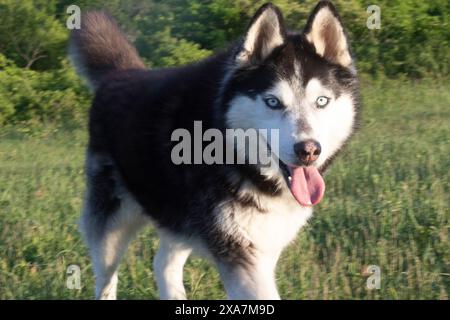 Gros plan d'un chien Husky marchant sur une colline herbeuse avec la langue dehors Banque D'Images