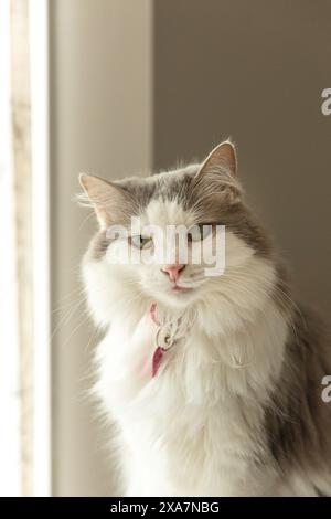 Un chat avec un collier debout sur un rebord de fenêtre Banque D'Images