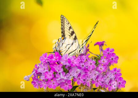 Un papillon flotte gracieusement au-dessus des fleurs violettes, entouré de plantes jaunes et de feuilles Banque D'Images
