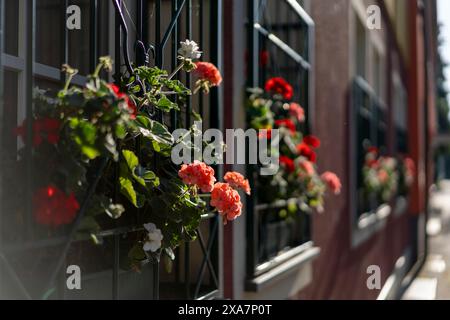 Boîtes à fleurs suspendues à une fenêtre sur un coin de bâtiment Banque D'Images