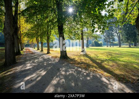 La lumière du soleil filtre à travers les arbres du parc bordant une route Banque D'Images