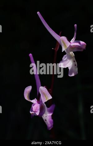 Deux fleurs de l'orchidée Troodos (Orchis troodi) à la lumière du soleil sur fond noir, Chypre Banque D'Images