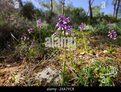 Groupe d’orchidées syriennes fleuries à ailes vertes (Anacamptis morio ssp. Syriaca), dans l'habitat naturel de Chypre Banque D'Images