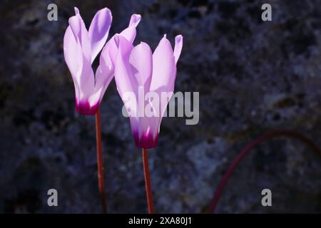 Fleurs roses sauvages du cyclamen persan (Cyclamen persicum) à Chypre Banque D'Images