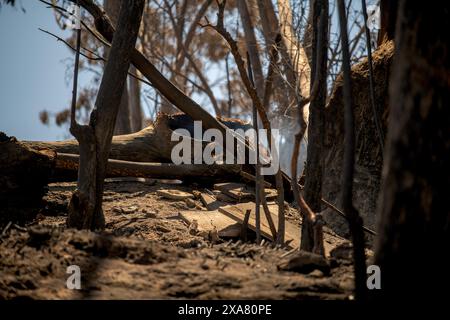 Viña del Mar, Valparaiso, Chili ; 3 février 2024 : dévastation du feu, y compris jardin botanique bien-aimé. Incendie criminel présumé. Le pire du Chili au XXIe siècle. Banque D'Images