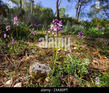 Orchidées syriennes fleuries à ailes vertes (Anacamptis morio ssp. Syriaca), dans l'habitat naturel de Chypre Banque D'Images