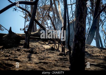 Viña del Mar, Valparaiso, Chili ; 3 février 2024 : dévastation du feu, y compris jardin botanique bien-aimé. Incendie criminel présumé. Le pire du Chili au XXIe siècle. Banque D'Images