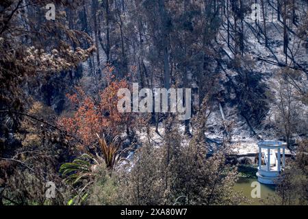 Viña del Mar, Valparaiso, Chili ; 3 février 2024 : dévastation du feu, y compris jardin botanique bien-aimé. Incendie criminel présumé. Le pire du Chili au XXIe siècle. Banque D'Images