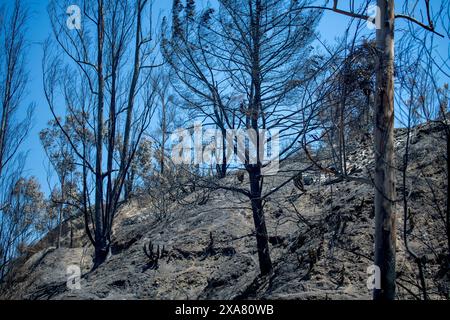 Viña del Mar, Valparaiso, Chili ; 3 février 2024 : dévastation du feu, y compris jardin botanique bien-aimé. Incendie criminel présumé. Le pire du Chili au XXIe siècle. Banque D'Images