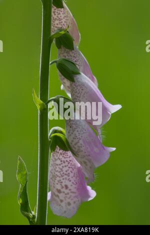 Gros plan de rose et blanc foxglove floraison au printemps Banque D'Images