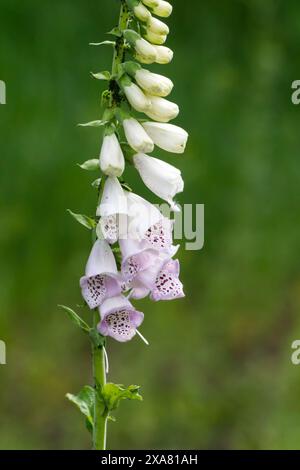 Rose et blanc foxglove floraison au printemps Banque D'Images