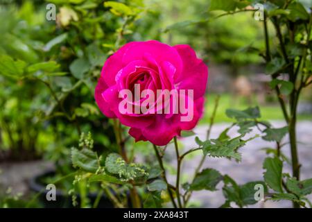 Rose rouge close up Banque D'Images