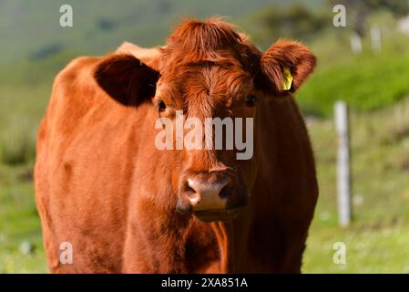 Île de Skye, Hébrides intérieures, Highlands et îles, Écosse, Royaume-Uni, Europe, Une vache brune se tient sur un pré vert et regarde directement dans Banque D'Images