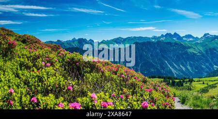 Fleur de rose alpine, panorama du Fellhorn, derrière les Alpes d'Allgaeu, Allgaeu, Bavière, Allemagne Banque D'Images