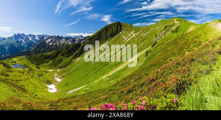 Fleur de rose alpin (rhododendron) sur le Fellhorn, 2038m, Alpes Allgaeu, Bavière, Allemagne Banque D'Images