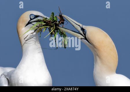 Des gannets luttant contre le matériel de nidification Banque D'Images