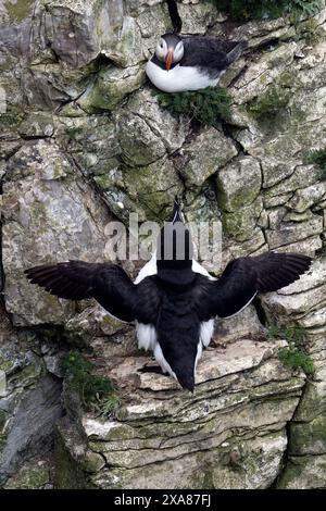 Un macareux et un bec de rasoir sur les falaises de Bempton Banque D'Images