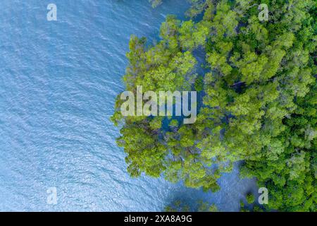 Vue de dessus arbres de forêt de mangrove avec une belle surface de la mer et de petites vagues, concept d'écosystème et d'environnement sain et fond de nature. Banque D'Images