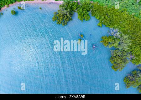 Vue de dessus arbres de forêt de mangrove avec une belle surface de la mer et de petites vagues, concept d'écosystème et d'environnement sain et fond de nature. Banque D'Images