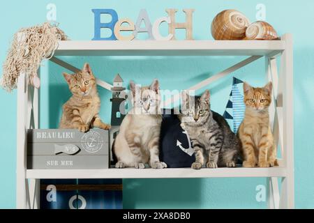 Chat domestique. Quatre chatons (10 semaines) assis sur une étagère à la décoration maritime Banque D'Images