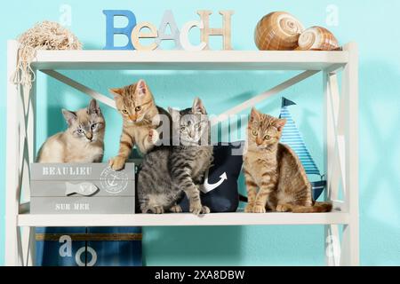 Chat domestique. Quatre chatons (10 semaines) assis sur une étagère à la décoration maritime Banque D'Images