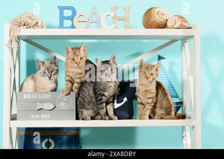 Chat domestique. Quatre chatons (10 semaines) assis sur une étagère à la décoration maritime Banque D'Images