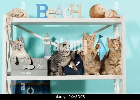 Chat domestique. Quatre chatons (10 semaines) assis sur une étagère à la décoration maritime Banque D'Images