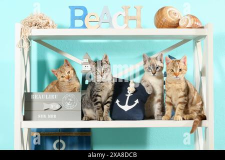 Chat domestique. Quatre chatons (10 semaines) assis sur une étagère à la décoration maritime Banque D'Images