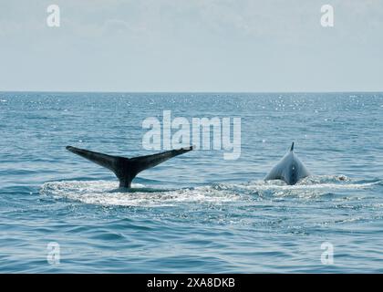 Baleines à bosse dans le sanctuaire marin national de Stellwagen Bank. Cape Cod, Massachusetts (États-Unis d'Amérique) Banque D'Images