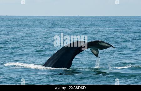 Baleines à bosse dans le sanctuaire marin national de Stellwagen Bank. Cape Cod, Massachusetts (États-Unis d'Amérique) Banque D'Images