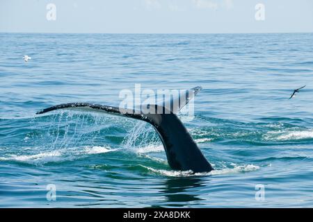 Baleines à bosse dans le sanctuaire marin national de Stellwagen Bank. Cape Cod, Massachusetts (États-Unis d'Amérique) Banque D'Images