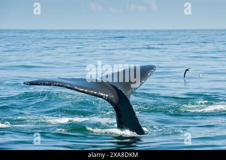 Baleines à bosse dans le sanctuaire marin national de Stellwagen Bank. Cape Cod, Massachusetts (États-Unis d'Amérique) Banque D'Images