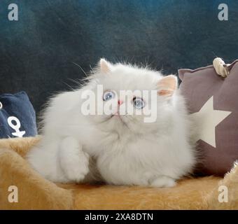 Chat persan. Adulte blanc couché sur un lit d'animal Banque D'Images