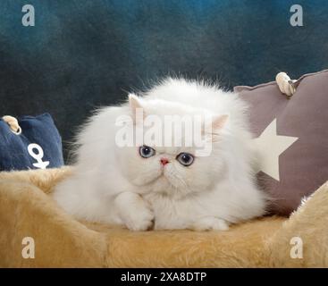 Chat persan. Adulte blanc couché sur un lit d'animal Banque D'Images